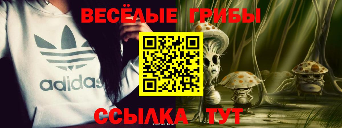 хочу   Псилоцибиновые грибы GOLDEN TEACHER  Вход с VPN  Торжок 